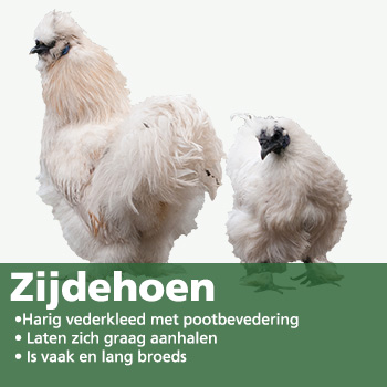 Zijdehoen